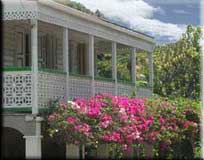 Bougainvillea